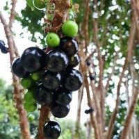 嘉寶果樹苗樹葡萄苗正宗臺(tái)灣樹葡萄沙巴四季盆栽地栽植物南北種植